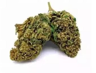 Fleur INDOOR PREMIEUM – Middle Buds Bruce Banner