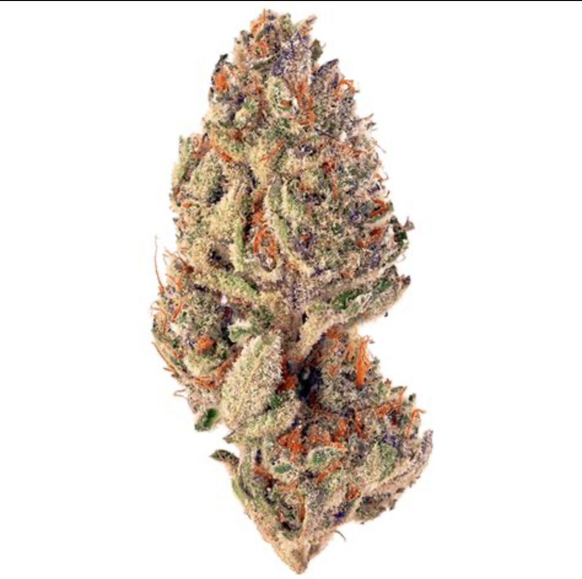 Fleur INDOOR - Tropicana Cookie