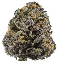 Fleur GLASSHOUSE –Small Buds Grand Daddy Purple