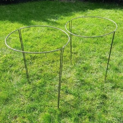 Long Legged Semi Circle Plant Support 65cm 25.5 inches Tall 4 Pack