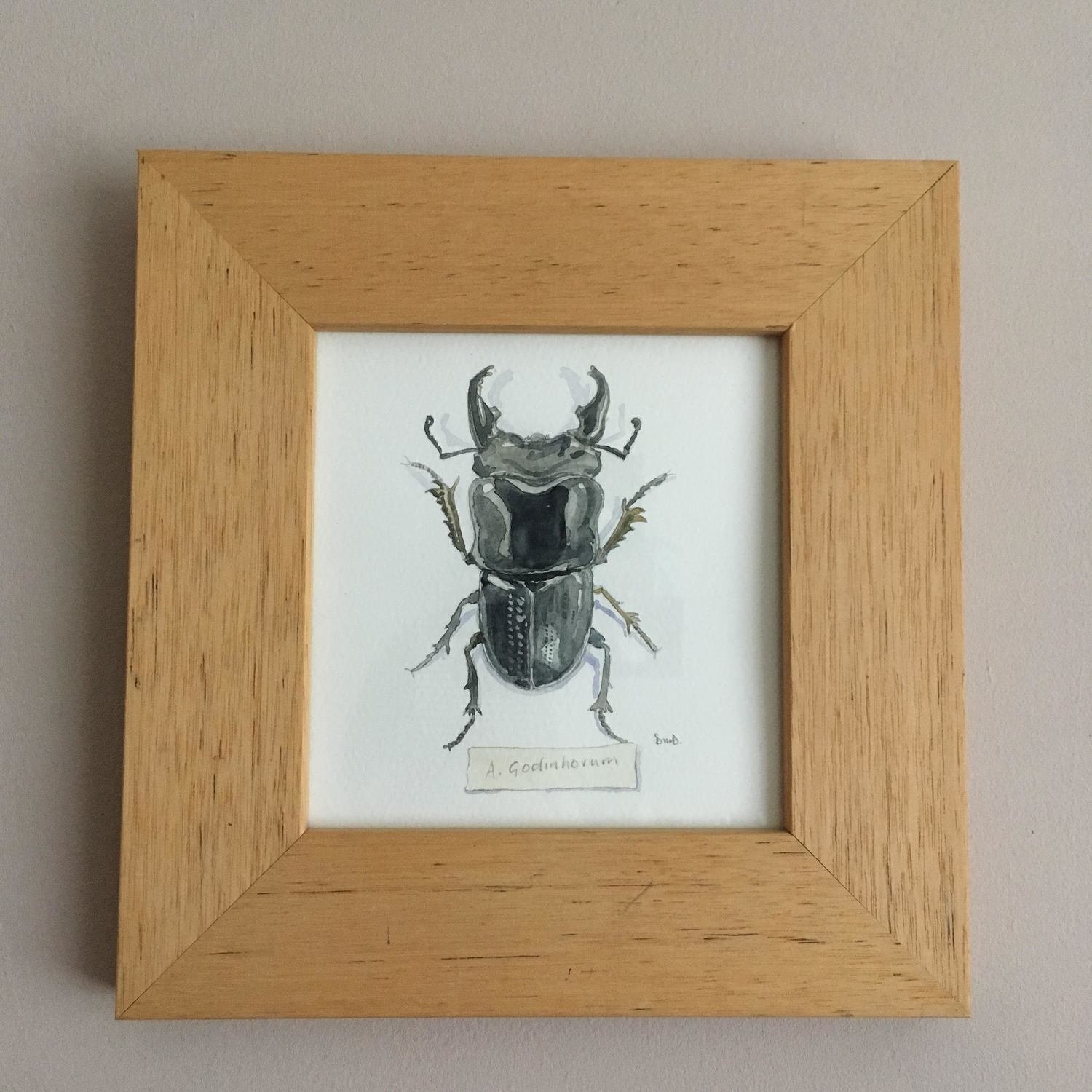 Stag Beetle