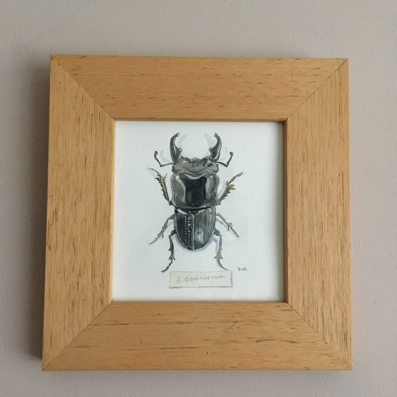 Stag Beetle