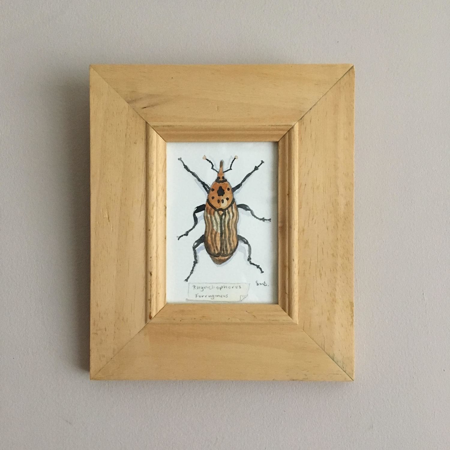 Red Palm Weevil