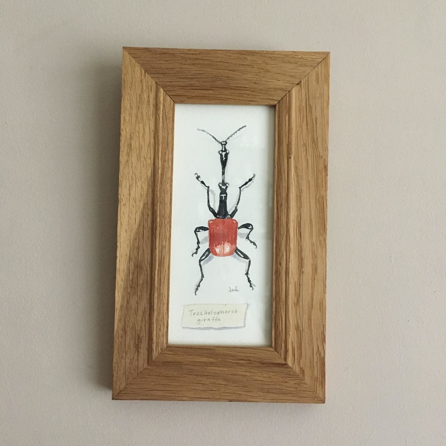 Giraffe weevil
