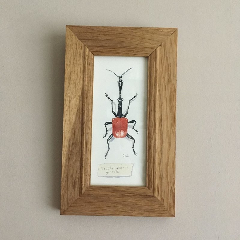 Giraffe weevil