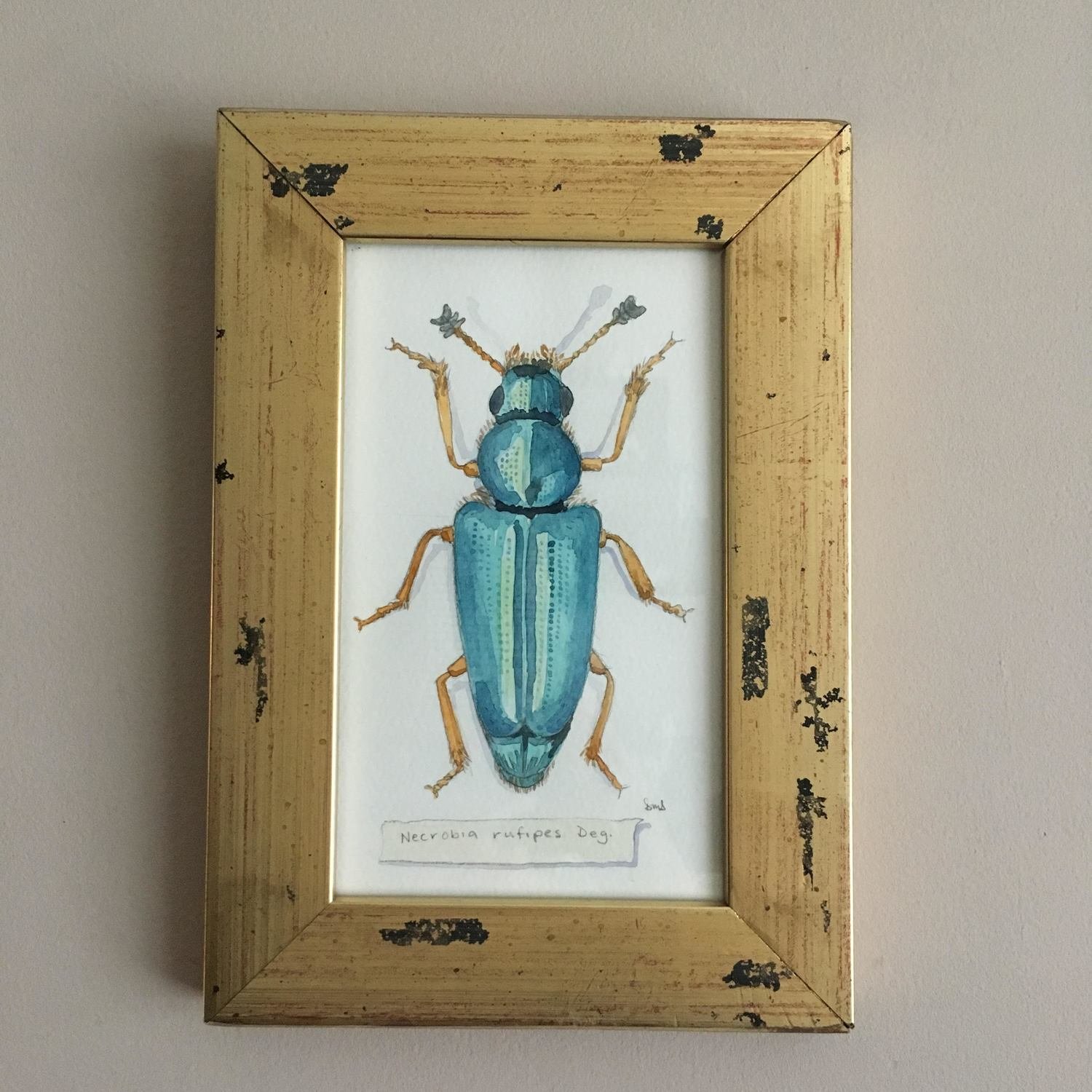Red-Legged Ham Beetle