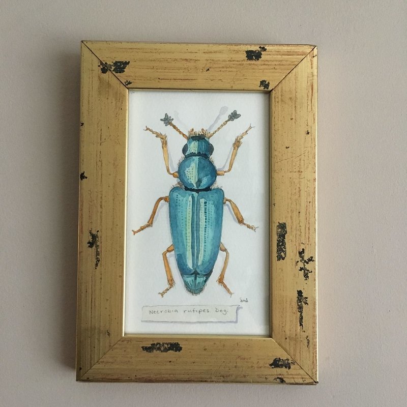 Red-Legged Ham Beetle