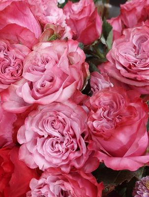 Superior Pink Purple Garden Roses Bouquet