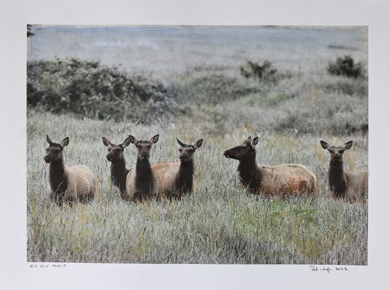Six Elk 2022.8
