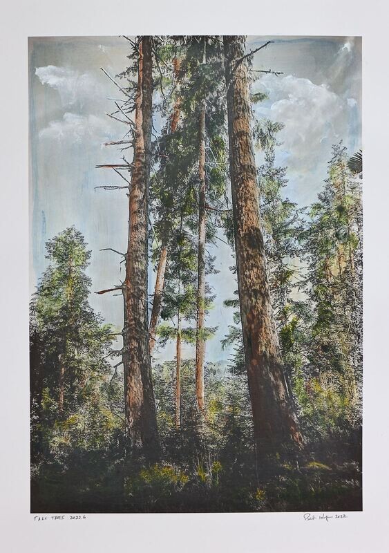 Tall Trees 2022.6