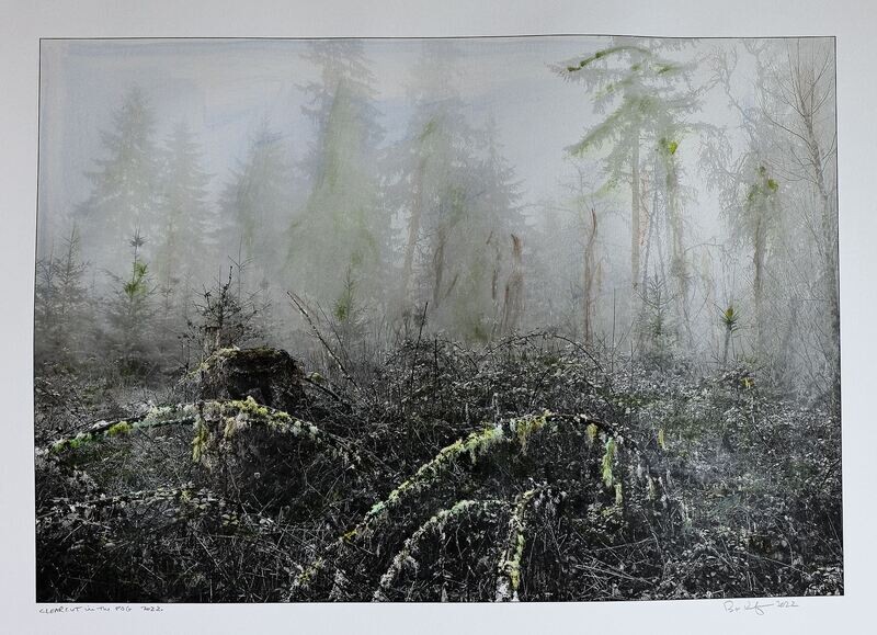 Clearcut in the Fog 2022.22