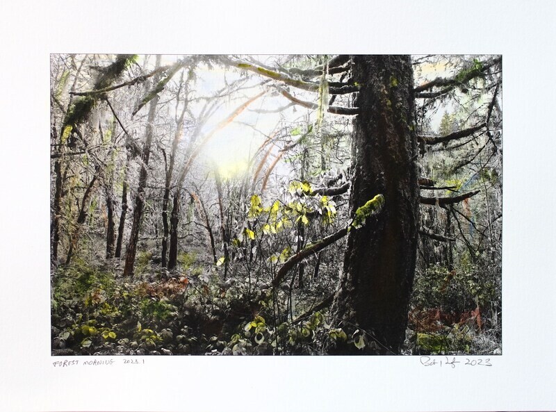 Forest Morning 2023.1