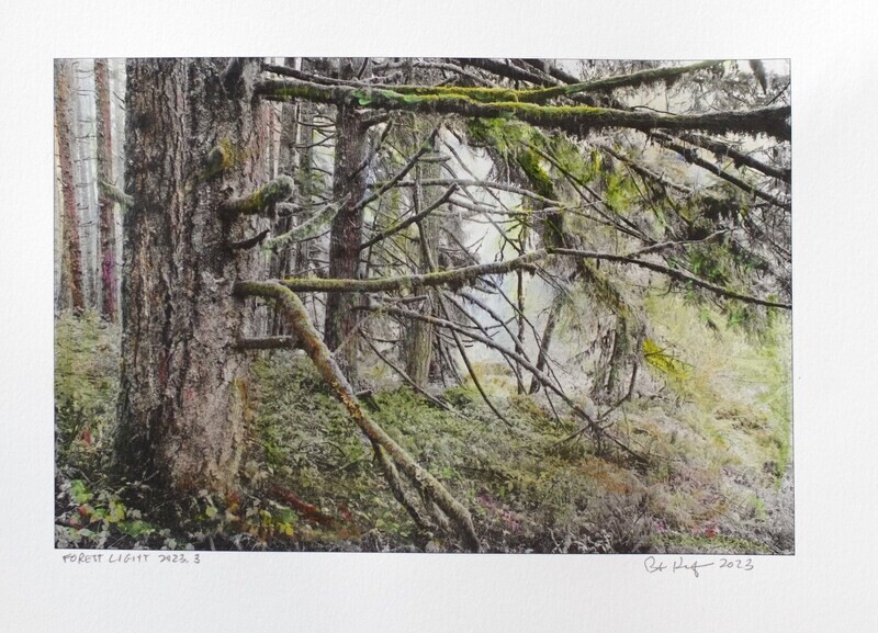 Forest Light 2023.3