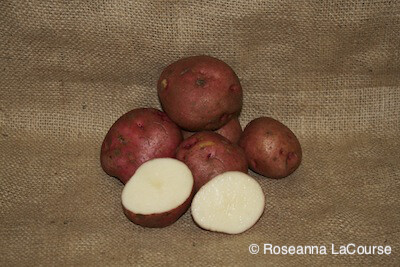 Chieftain Seed Potatoes, Weight: 2.5 lbs.