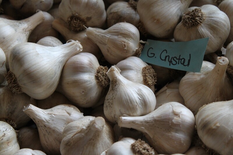 Georgian Crystal Organic Seed Garlic