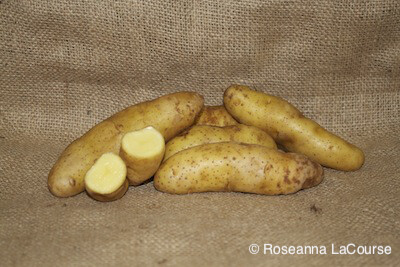 Banana Organic Seed Potatoes