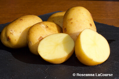 Belmonda Seed Potatoes