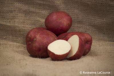 Dark Red Norland Organic Seed Potatoes