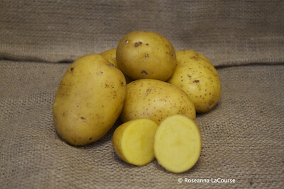 Natascha Seed Potatoes