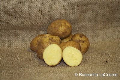Satina Organic Seed Potatoes