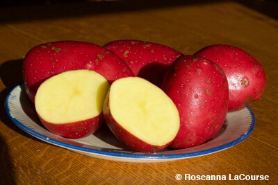 Optimize Your Harvest: Mid Season Seed Potatoes at The Maine Potato ...