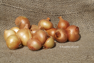 Potato Onions Organic
