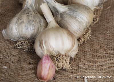 German Extra Hardy Conventional Seed Garlic