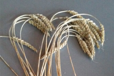 Sirvinta Winter Wheat, Weight: 4 oz