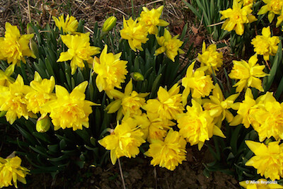 Double Narcissus "Van Sion"