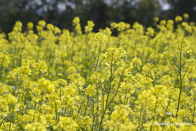 Organic Mixed Mustard Cover Crop Seed