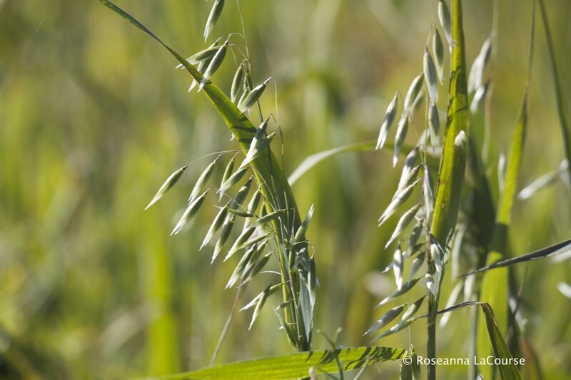 Oats Cover Crop Seed The Maine Potato Lady's Premium Seed Collection