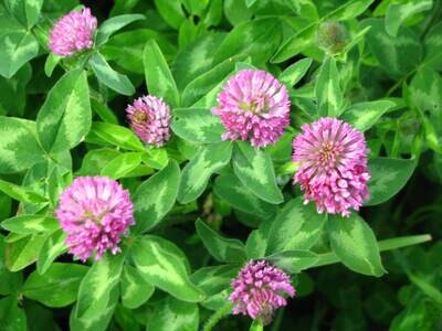 Medium Red Clover Cover Crop Seed