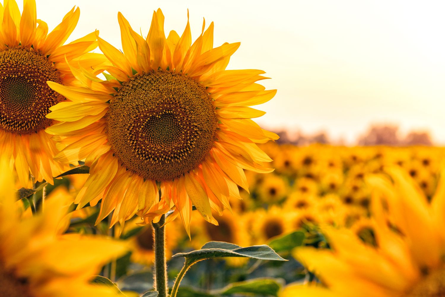 Sunflowers Cover Crop Seed