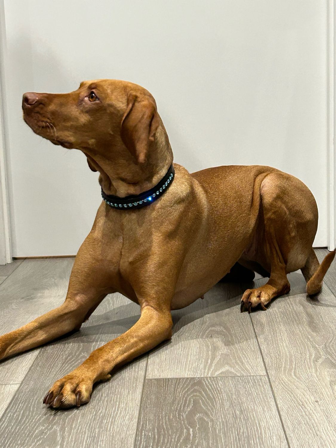 Luxury preciosa crystal dog collar