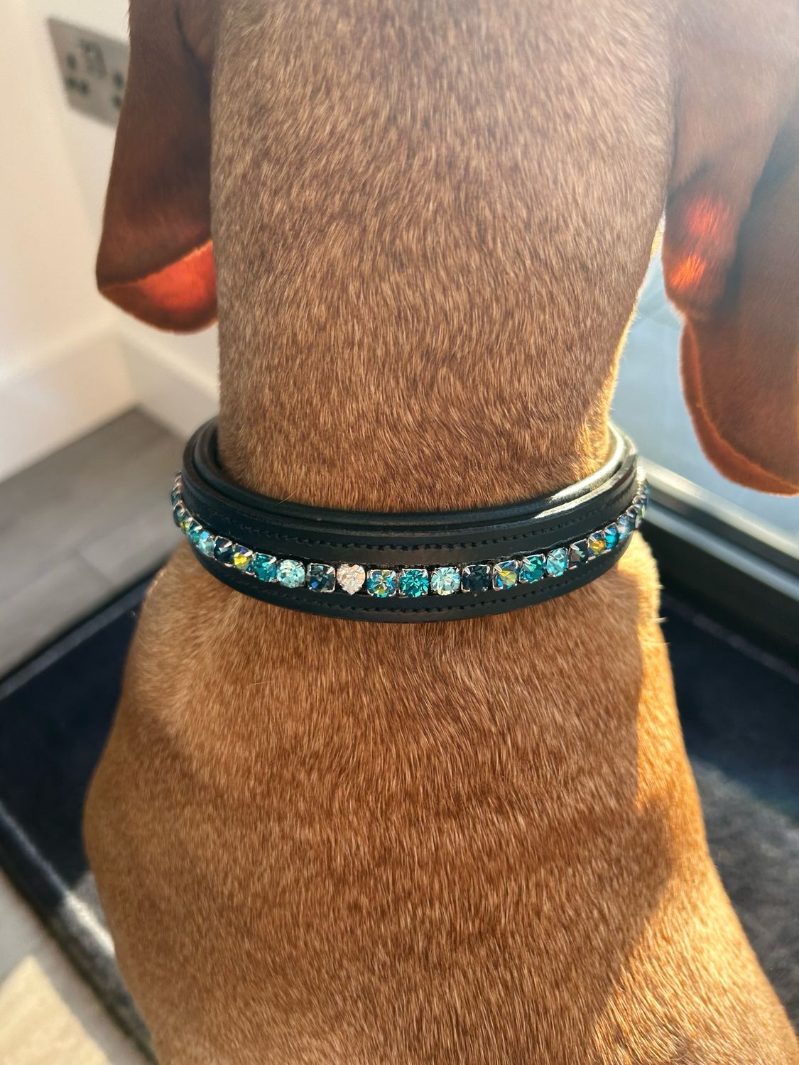 Custom luxury dog collar
