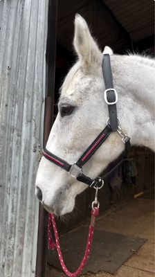 Headcollars