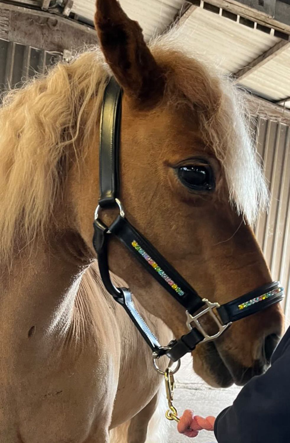 Unicorn rainbow headcollar