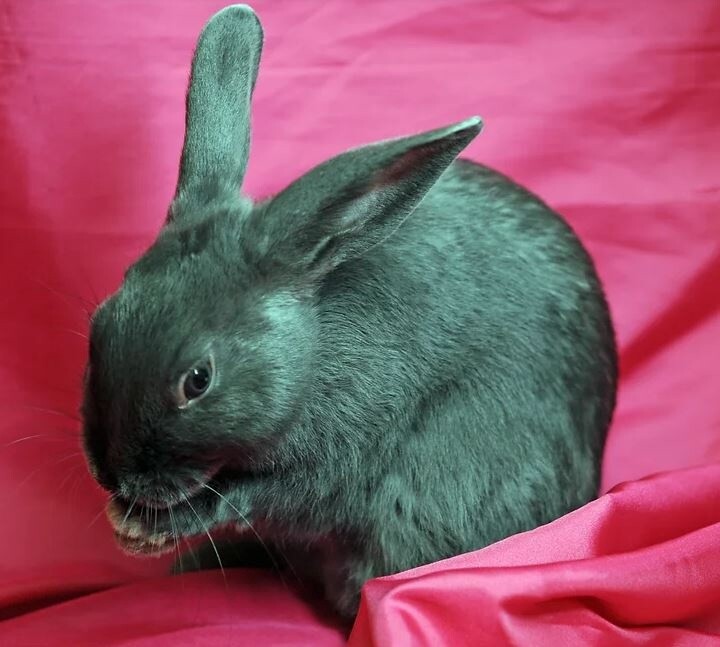 Adoption, Type: Single