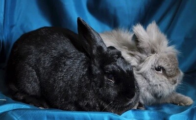 Adoption
