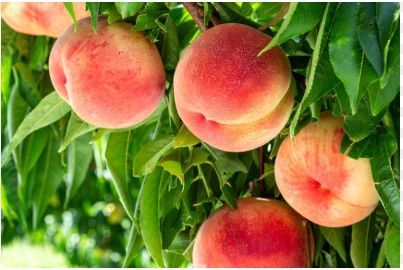 Peaches for Paws 2025