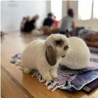Bunny Yoga October 12, 2025