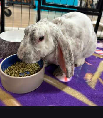 Pellets
