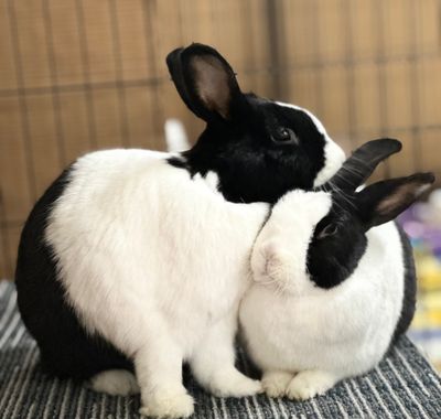 Adoption Fees