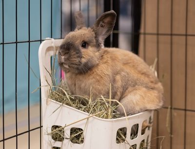 Hay