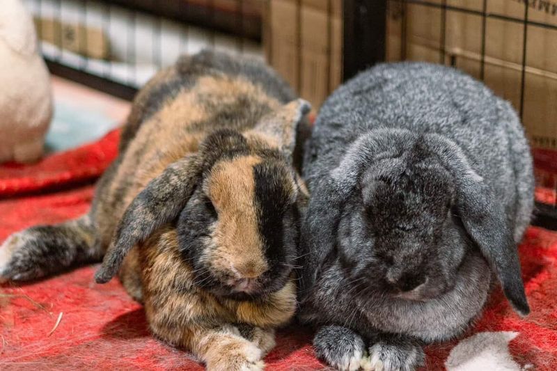 Adoption