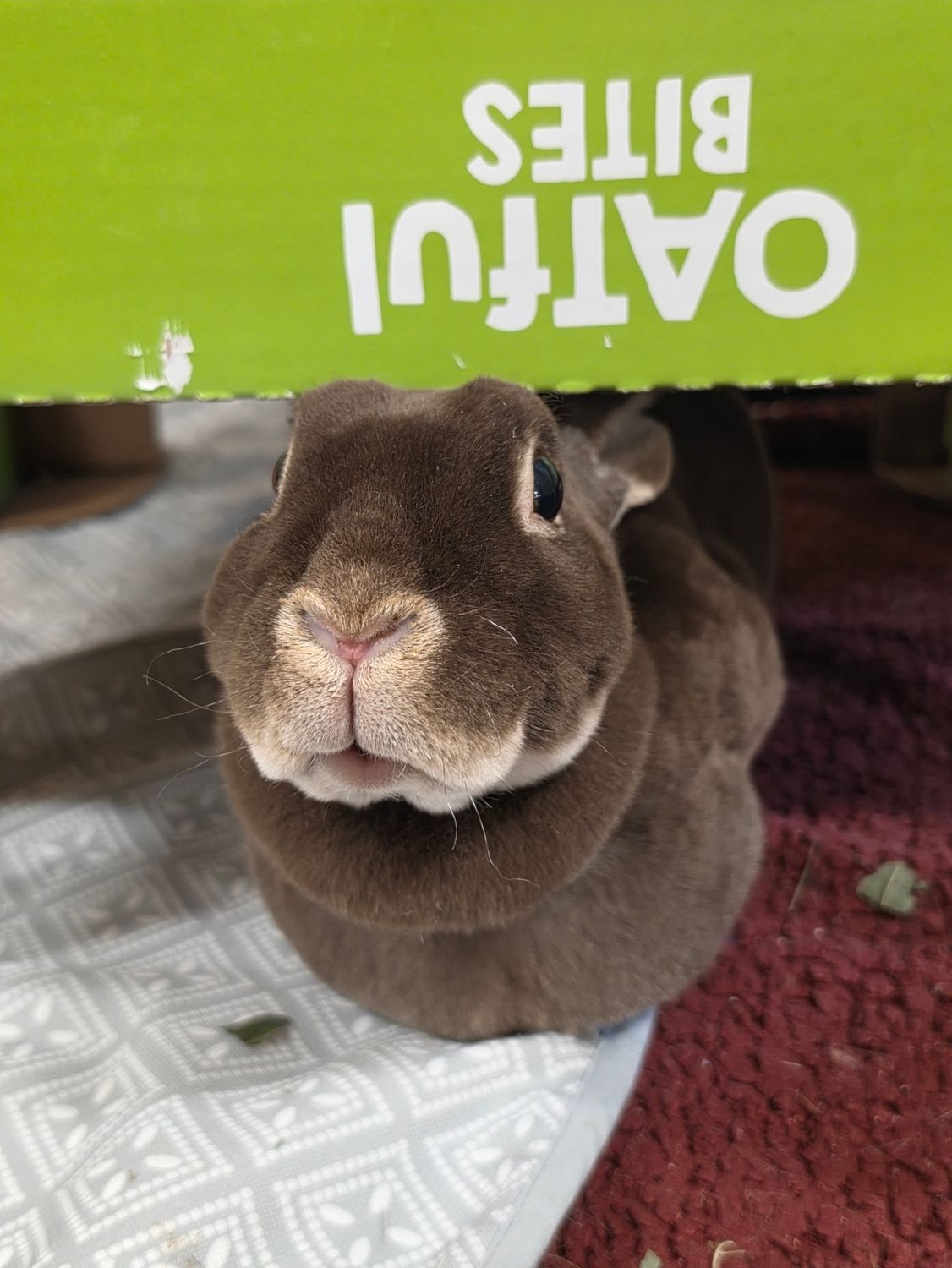 Adoption, Type: Single