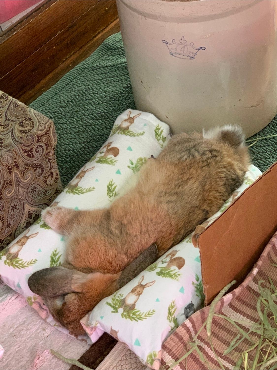 Snuggle Bunny Bed