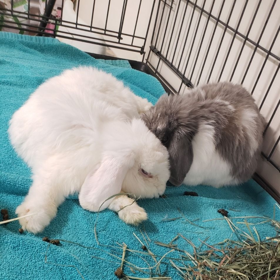 Bonding Fee