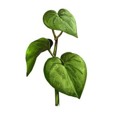 Kava/Akuamma/Shilajit