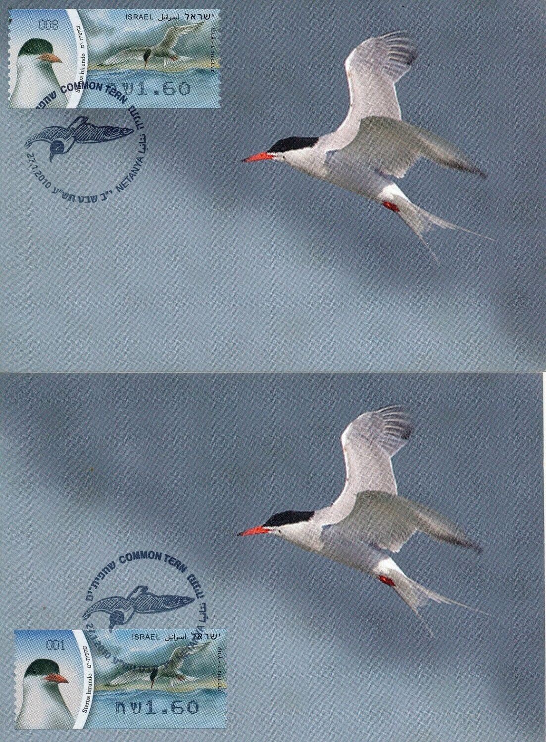 ISRAEL 2010 FAUNA BIRDS OF ISRAEL COMMON TERN NETANYA &amp; POSTAL SERVICE LABEL MAXIMUM CARDS
